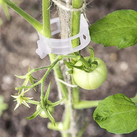 ⏳Limitiertes 50 % Rabatt⏰Pflanzenclips für Rankpflanzen – Tomatenhalter & Pflanzenbinder aus Kunststoff🌱🍅