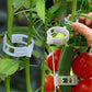 ⏳Limitiertes 50 % Rabatt⏰Pflanzenclips für Rankpflanzen – Tomatenhalter & Pflanzenbinder aus Kunststoff🌱🍅